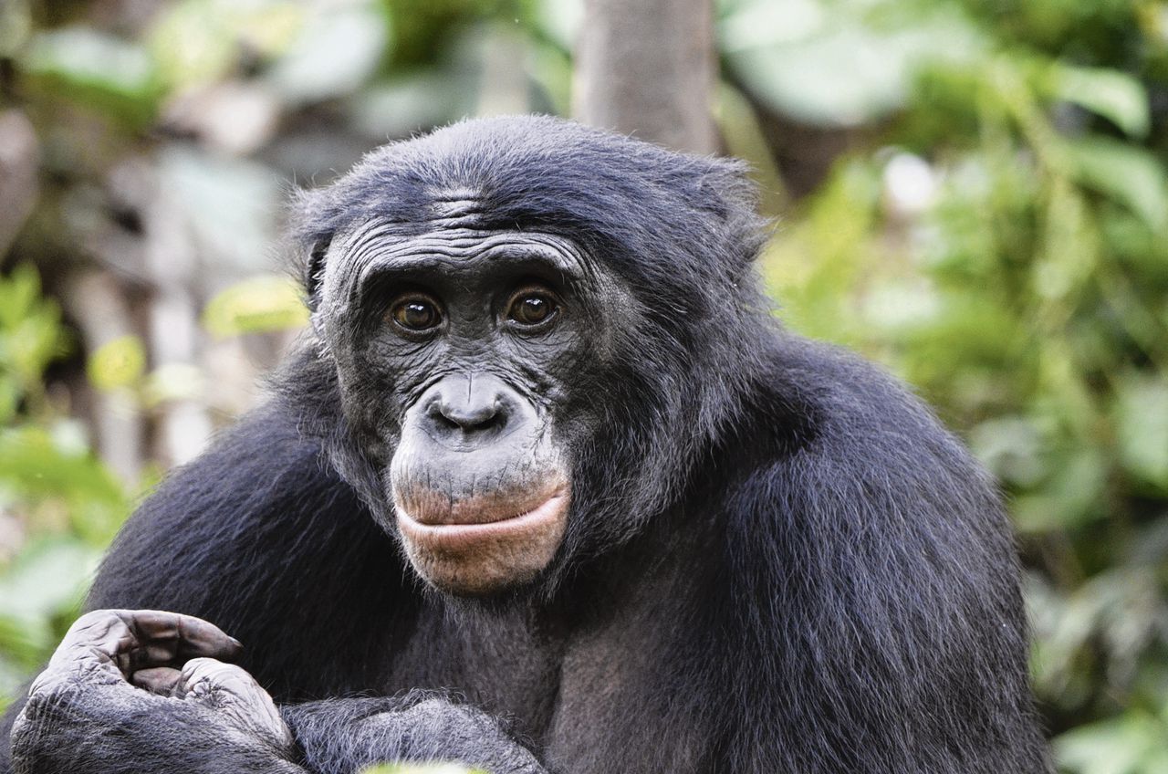 Bonobo heeft graag lastpak als vriend 
