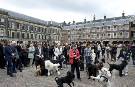 Protest van poedeleigenaren op het Haagse Binnenhof in september naar aanleiding van de uitspraken van Wilders die Cohen "bedrijfspoedel" van het kabinet-Rutte noemde. De Poedelclub Nederland vindt dat daarmee de naam van deze hondensoort 'bezoedeld' wordt. Foto NRC / Roel Rozenburg