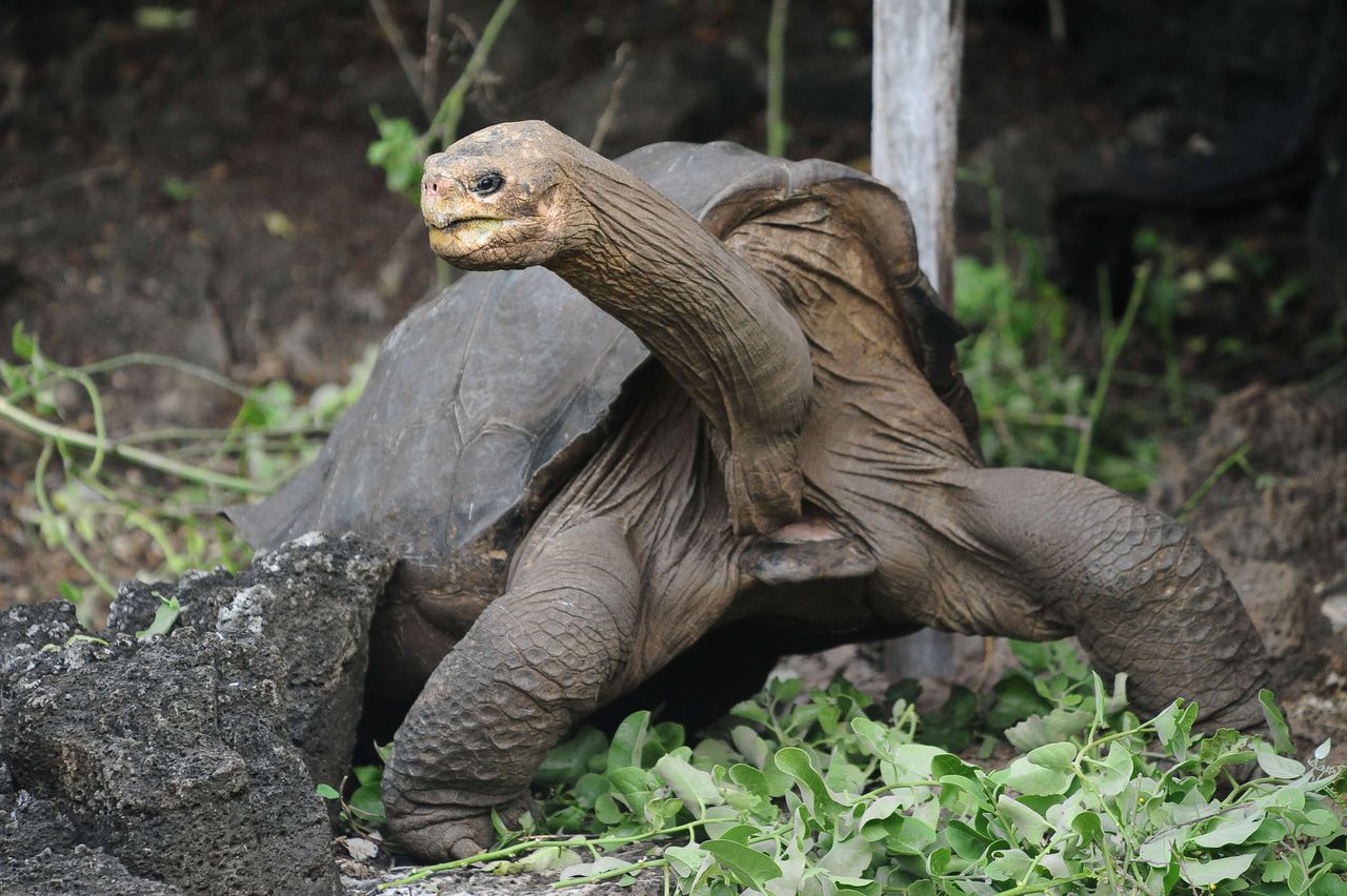 Reuzenschildpad Lonesome George op de Galapagos-eilanden