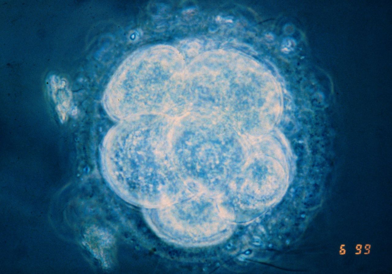 Achtcellig menselijk embryo. Op zo’n embryo kan de crispr-cas-techniek worden losgelaten om, liefst in alle cellen, het DNA te veranderen.