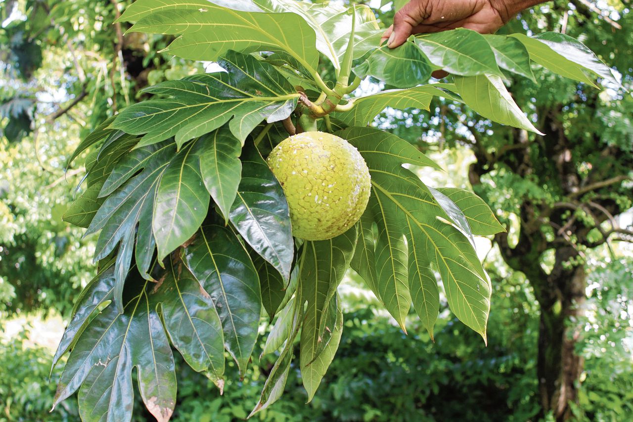 De genetische wortels van de Caribische broodboom zijn weer gelinkt aan hun Polynesische oorsprong 