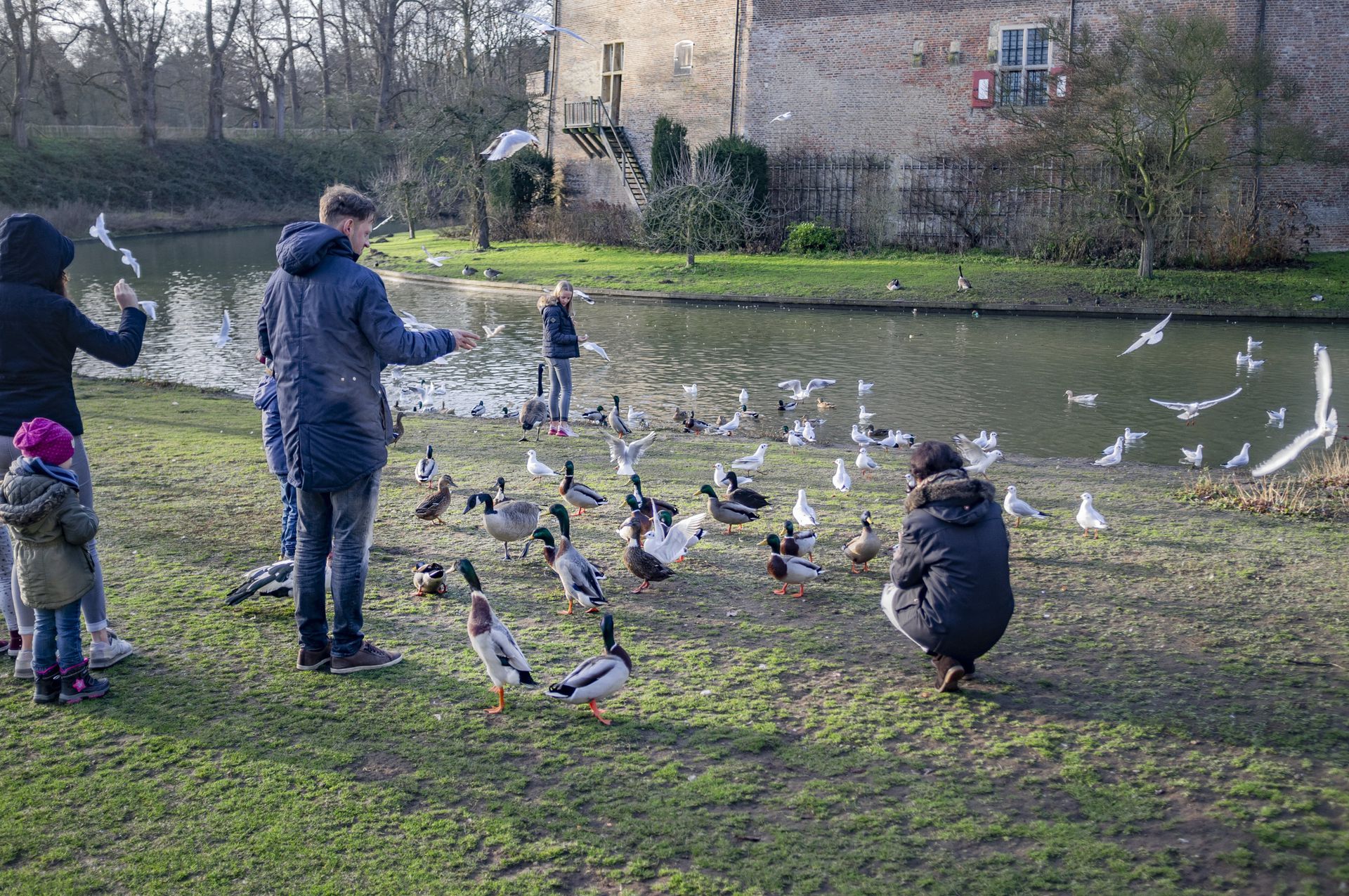 Eendjes Voeren Binnenkort Verboden In Rotterdam Nrc