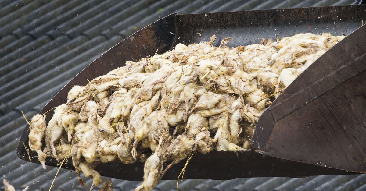 Geen vogelgriep bij preventief geruimd eendenbedrijf in Barneveld - nrc.nl