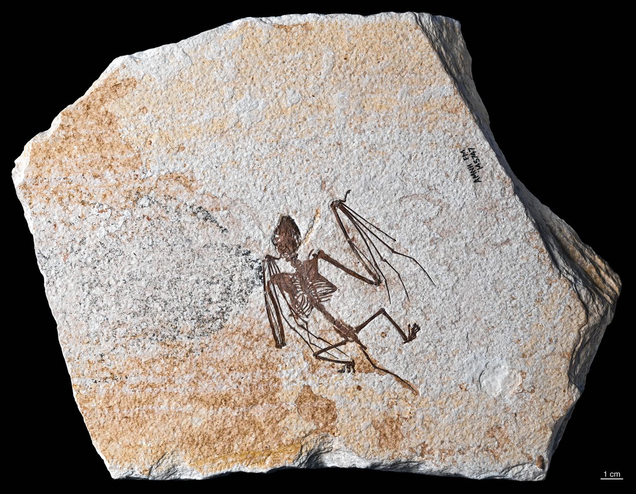 Fossiele vleermuis van ruim 52 miljoen jaar oud blijkt een aparte soort 