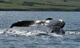 A humpback whale in the Eyjafjördur fjord in northern Iceland. Photo: Soeren Stache/Getty  