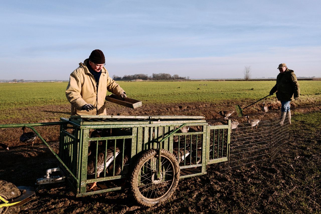 Wilde ganzen vangen, wie doet het nog? 