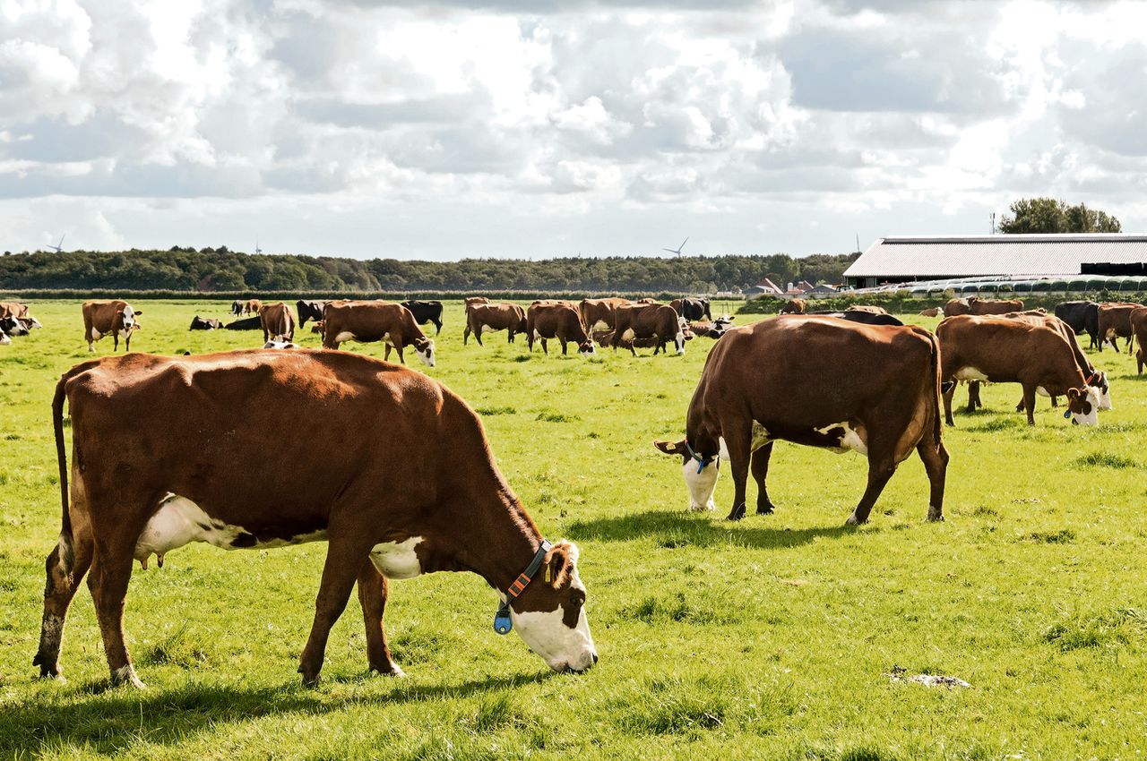 Rabobank adviseerde melkveehouder Theo Latijnhouwers een rentederivaat. „Het klonk als een goede deal. Maar het is een fiasco”, zegt hij.