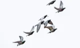 Post pigeons were already used by the ancient Greeks to convey groceries. It is one of the oldest examples of an information network according to Harari. Photo Getty Images