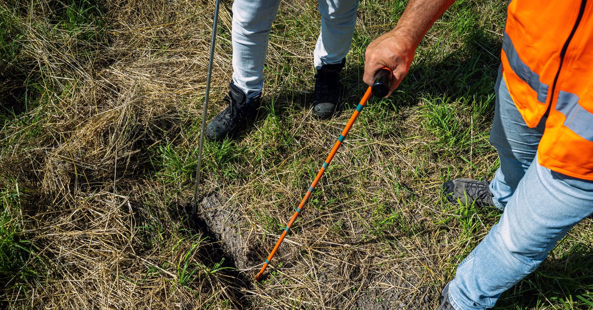 Beweidingsverbod op enkele Noord-Hollandse dijken vanwege droogte: ‘Zonder maatregelen komt stabiliteit in gevaar’
