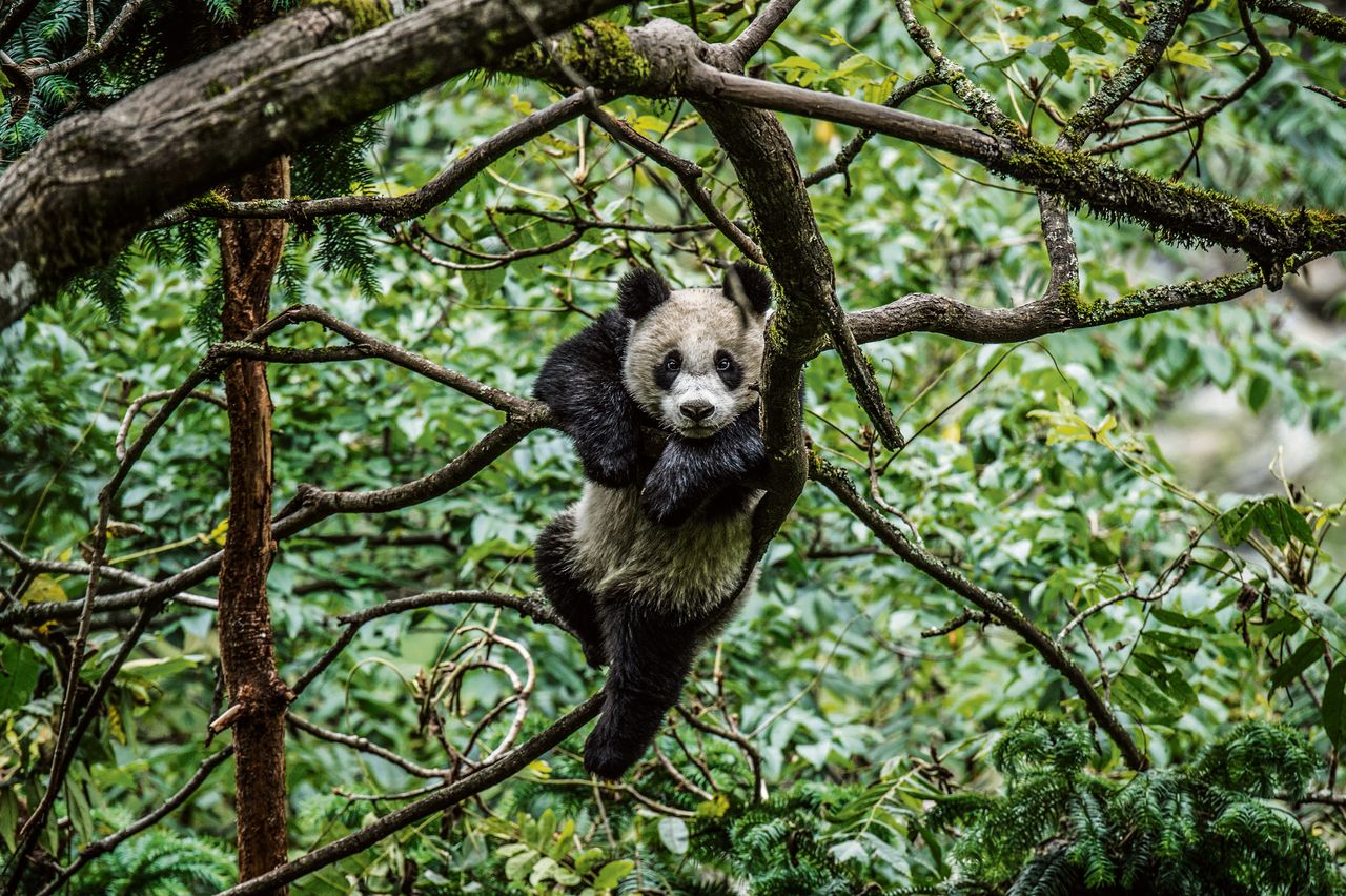 Pandajong Na Na hangt in een boom van een pandacentrum in Wolong. Deze panda is kandidaat om te worden uitgezet in het wild.