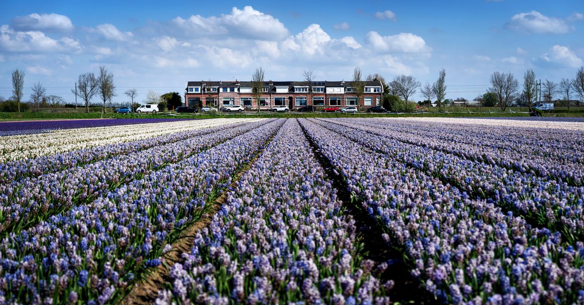 Hoe lang blijft perceel HLG01-A-8107 nog een bloembollenveld?