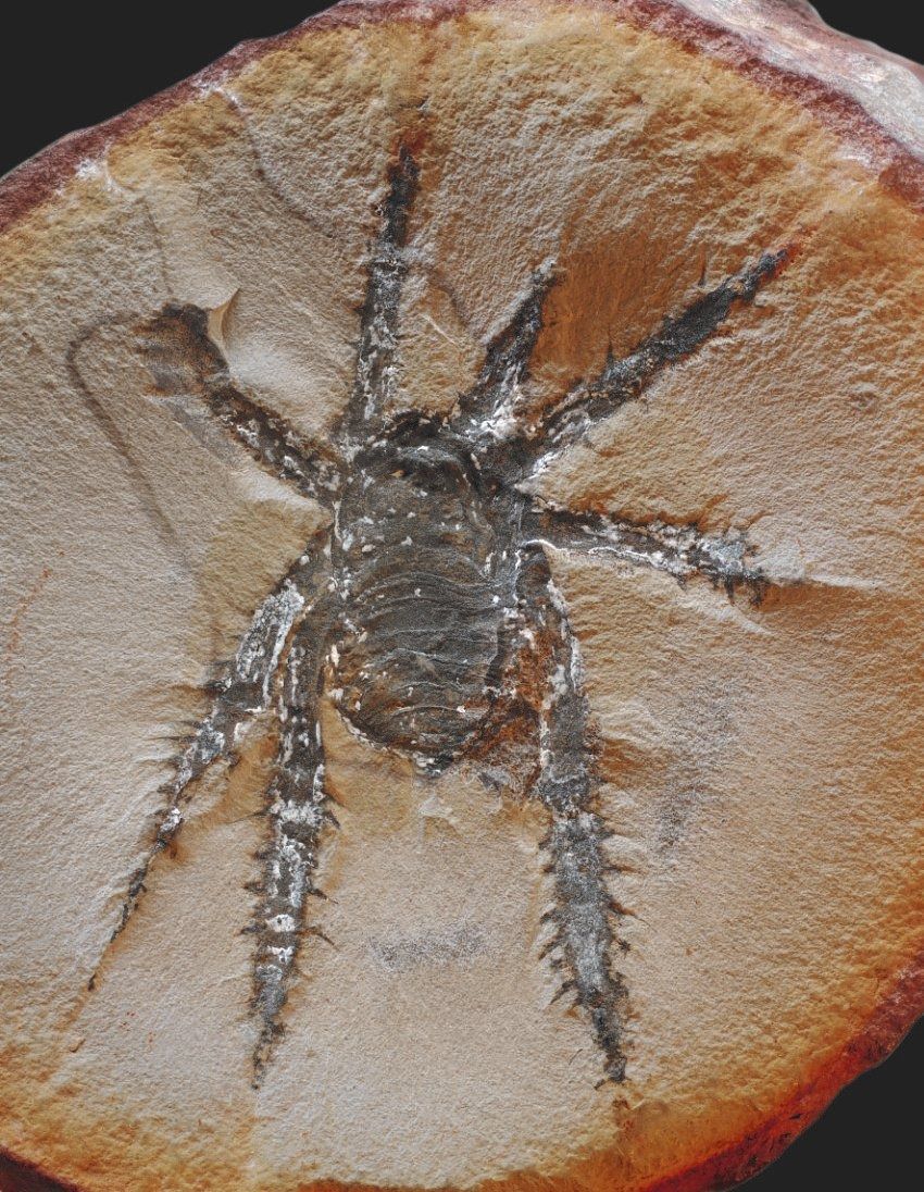 Een spinachtig fossiel met stekelpoten dat eigenlijk nergens op lijkt 