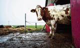 Een tweede belangrijke oorzaak voor de daling van de uitstoot van broeikasgassen is de afname van het aantal koeien vorig jaar.