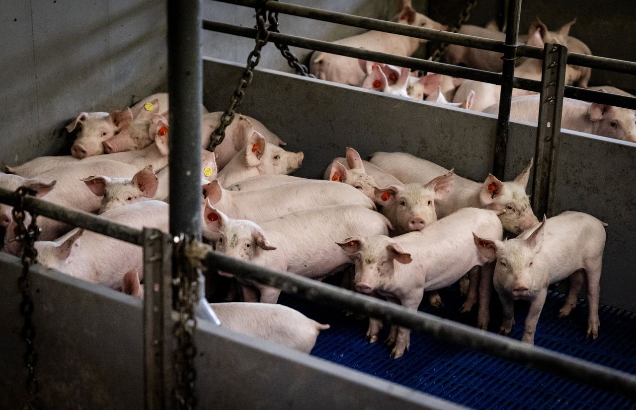 Komt er een uitzendverbod in de vleessector?