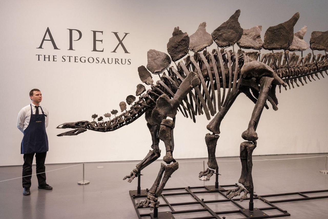 Grootste en meest complete skelet van stegosaurus verkocht voor recordbedrag: 44,6 miljoen dollar 