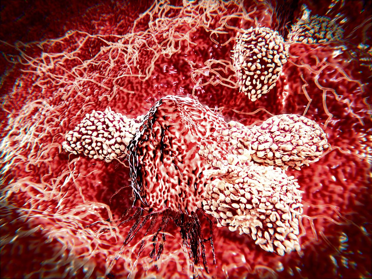 Witte bloedcellen in de aanval. Het afweersysteem kan ‘getraind’ worden om gericht tumorcellen in het lichaam op te ruimen.