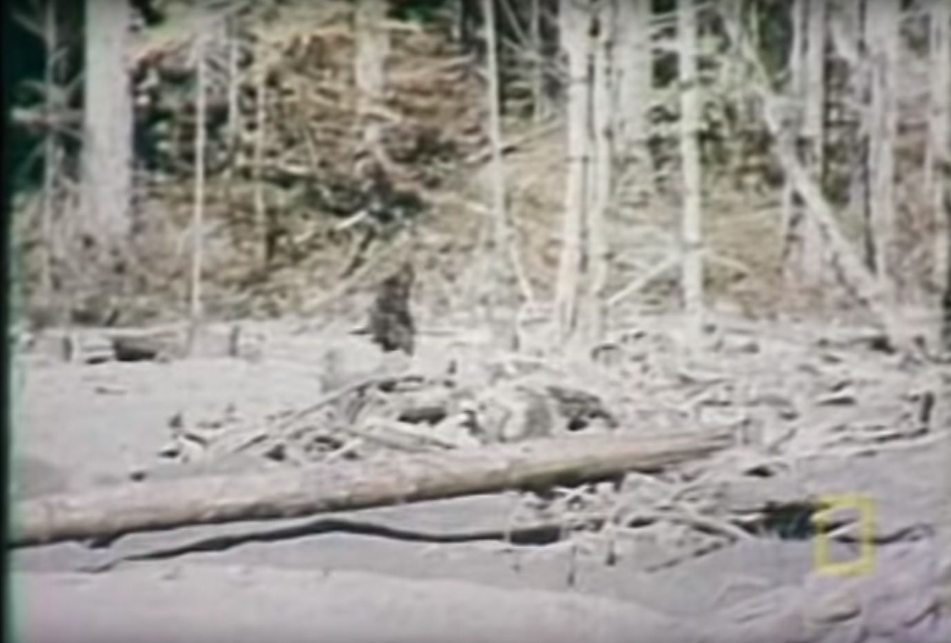 снежный человек 1967. снежный человек 1967. джон паттерсон охотник. снежный человек 1967. паттерсон гимлин снежный человек.