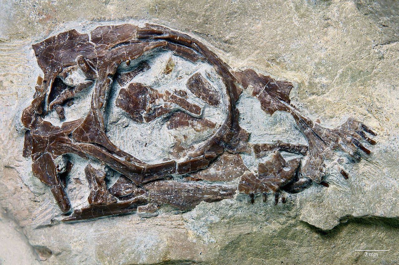 Het in maart ontdekte fossiel van de Palatodonta bleekeri, een zeereptiel van 245 miljoen jaar geleden.