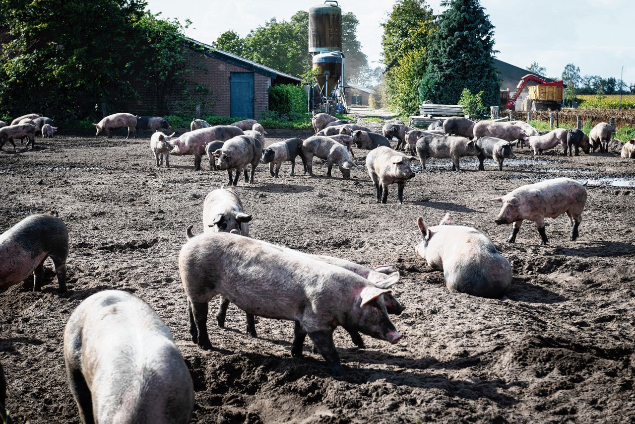 Nederlandse varkenshouderij zit na ‘dramatisch’ jaar in overlevingsmodus 