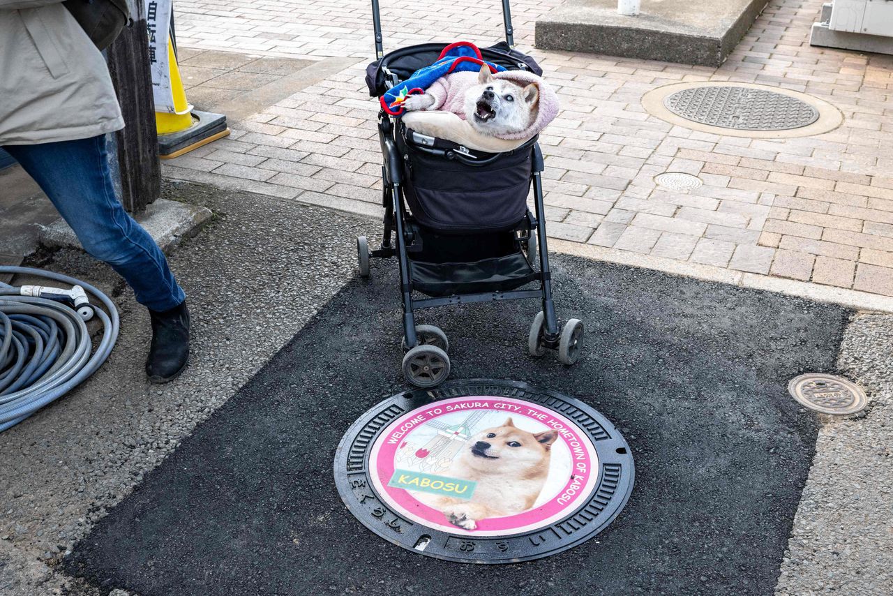 Het Japanse hondje Kabosu werd met één foto een ongekend populaire meme, omarmd door Elon Musk 