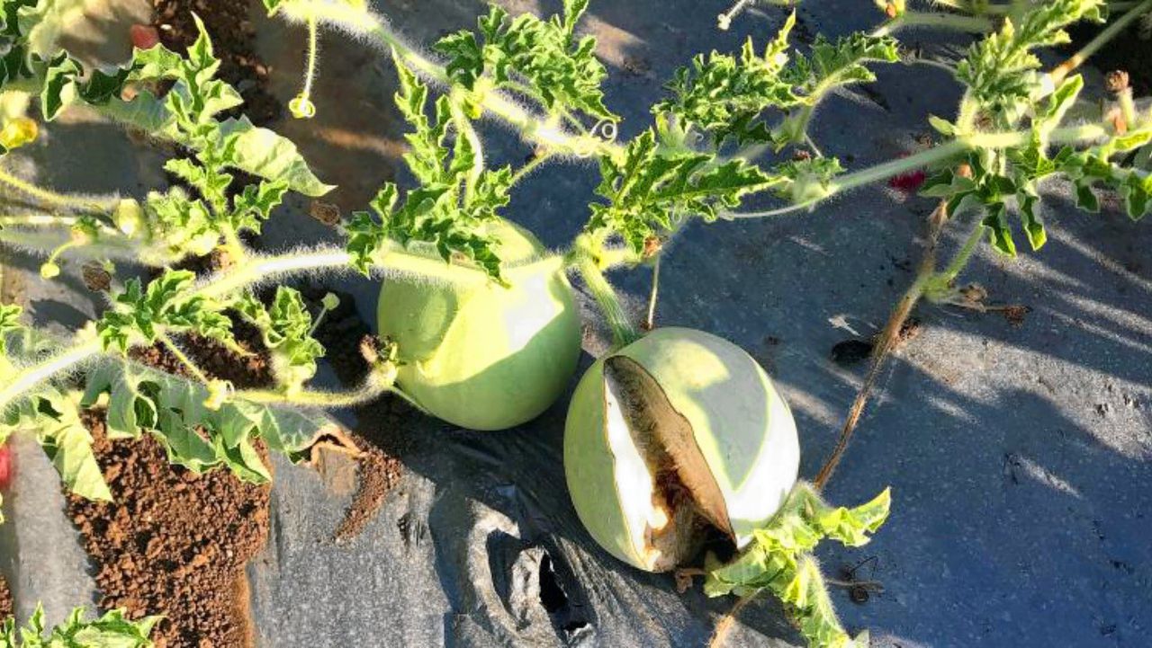 Soedanese oermeloen groeide uit tot watermeloen 