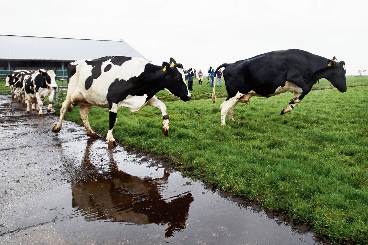 Koeien mogen weer de wei in op een boerderij in Ouderkerk aan de Amstel.