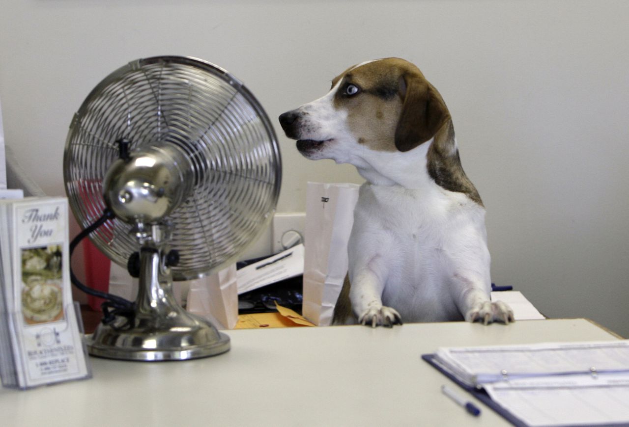 Weg consultants, neem een hond NRC