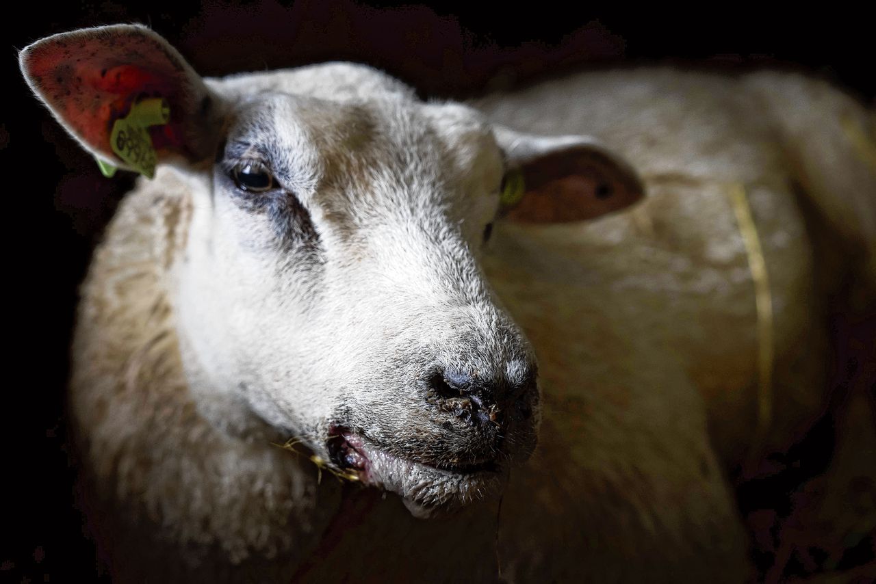 Het blauwtongvirus bij schapen laat de kadaververwerker overuren draaien 