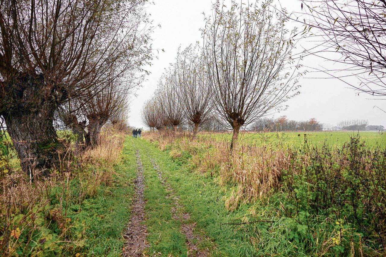 Moderne landbouw is funest voor  biodiversiteit. Maar niet in de Ooijpolder, daar fladderen de vlinders af en aan 