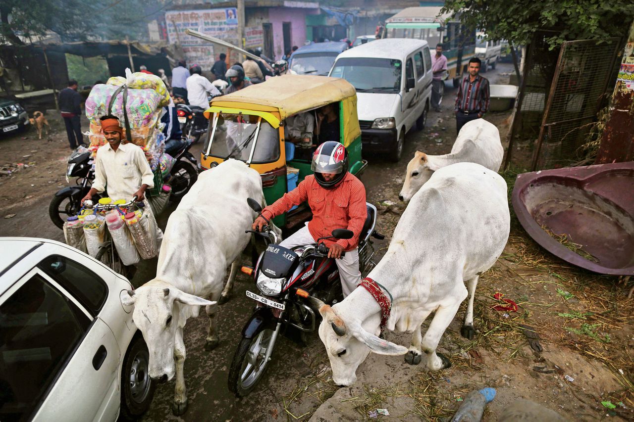 Indiase automobilisten staan vast in het verkeer door een paar koeien, in New Delhi. De koeien op de foto zijn geen dwergkoeien. Foto Kevin Frayer/AP
