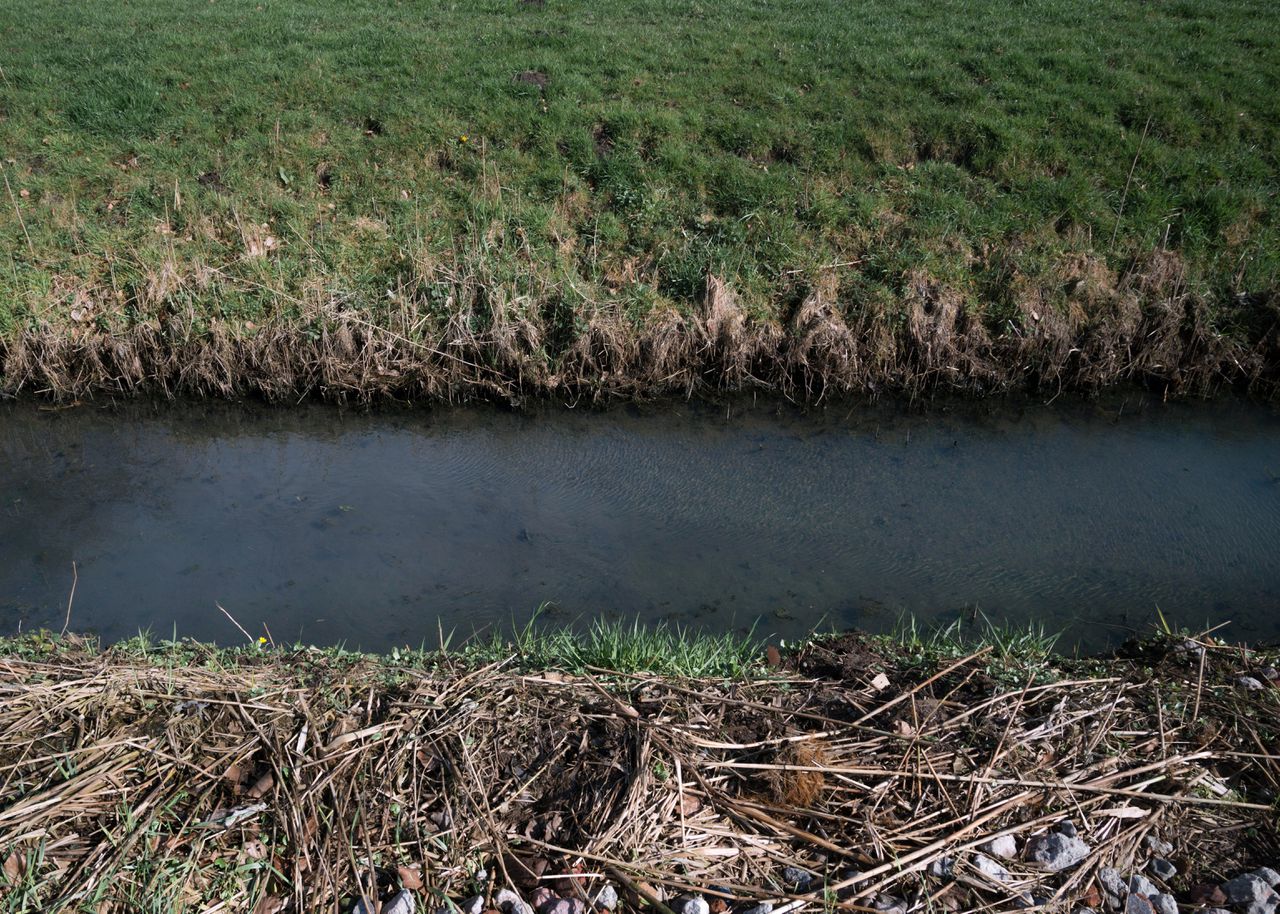 Een slootje op het plattenland in Nieuwersluis, waarin je veel dood gras ziet.