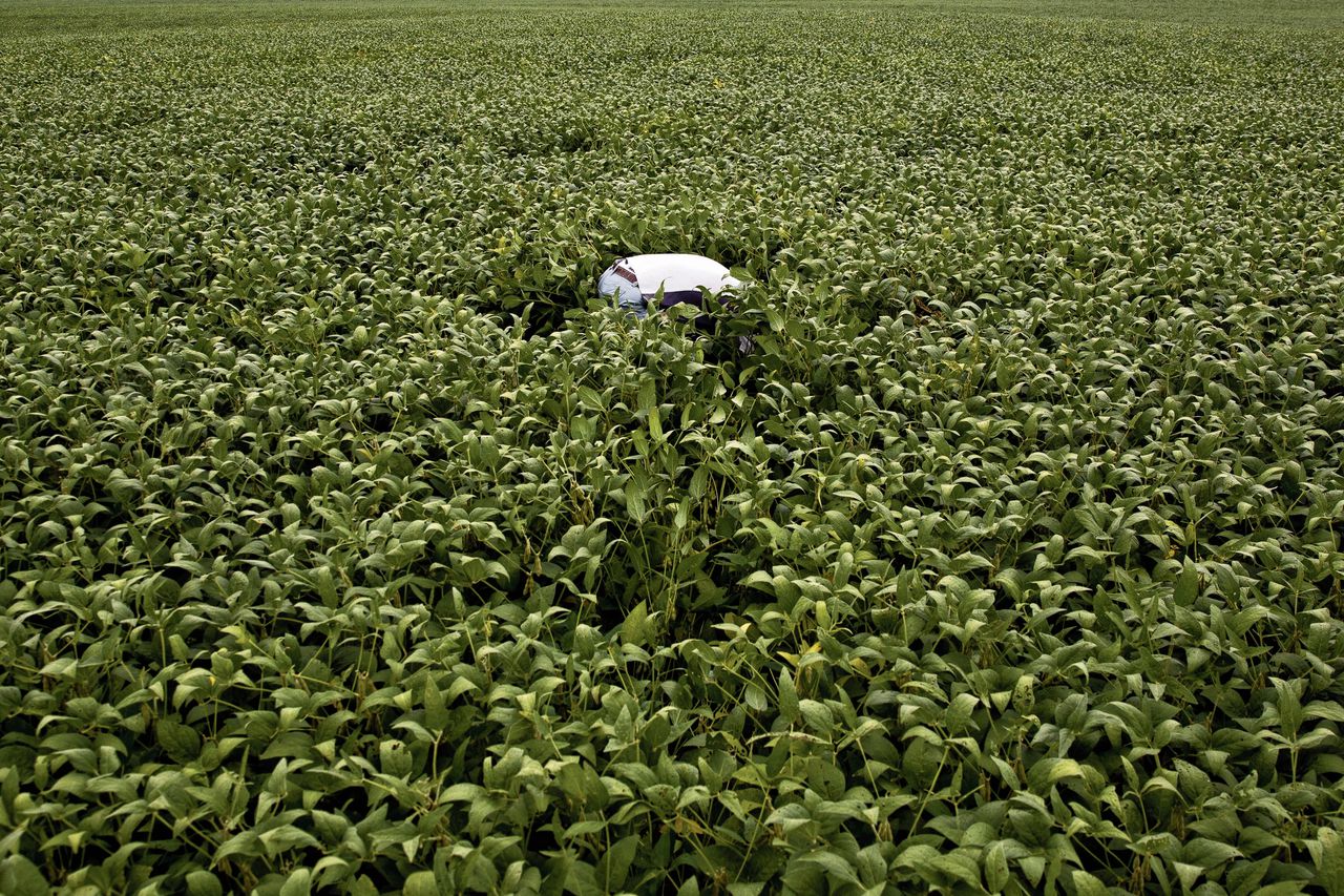 Sojaplanten in Indiana, VS. Boeren in het noorden van de staat hebben door de vele regen dit jaar geen zaadje in de grond kunnen steken.