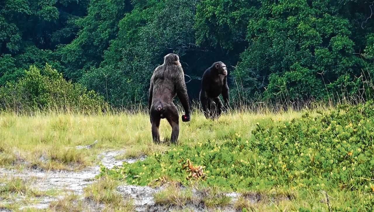 Twee volwassen chimpanseemannetjes in het Nationaal Park Loango in Gabon. In het gebied leven ook gorilla’s.