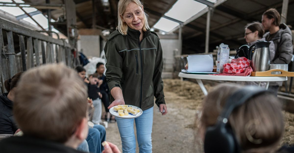 Met koptelefoon op de koeien voeren: boeren ontvangen scholieren om de kloof met de samenleving te dichten