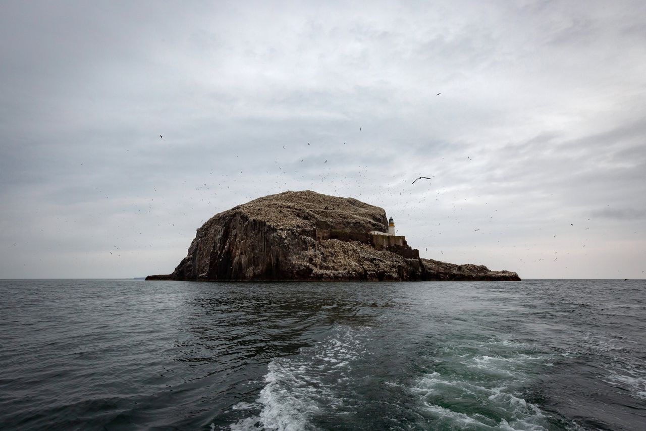 De Bass Rock, een eiland in de monding van de Firth of Forth, voor de kust van Schotland.