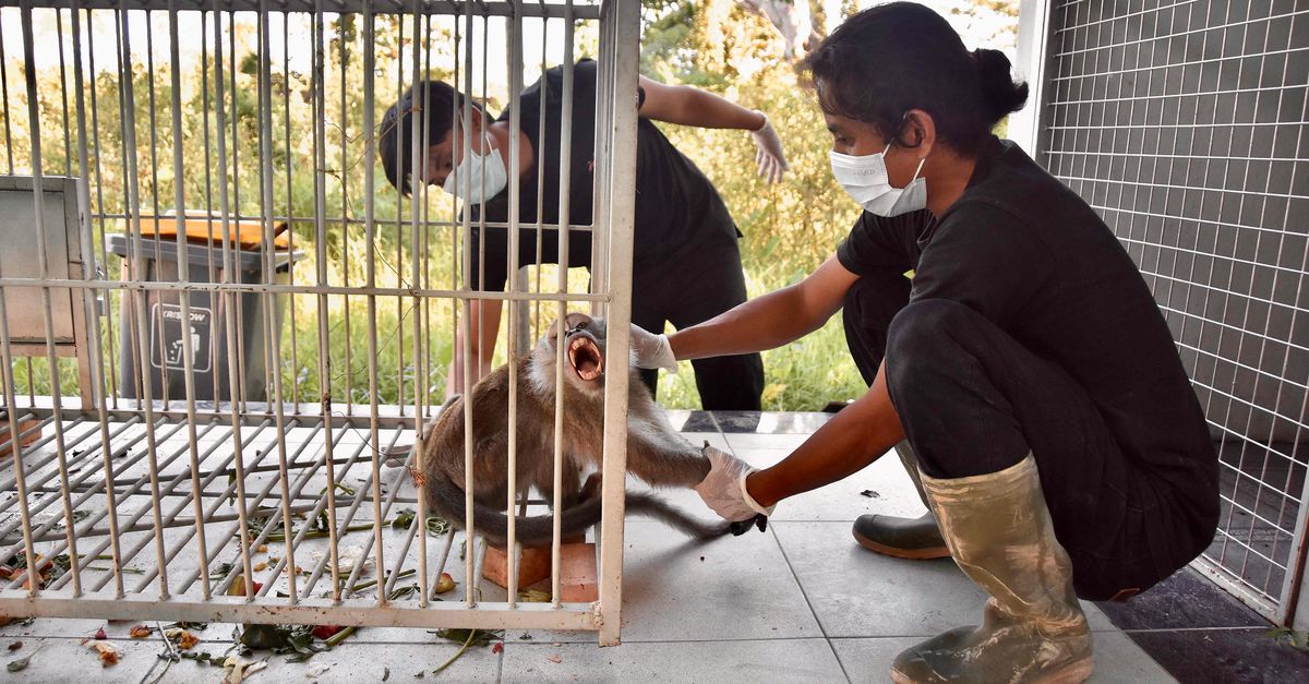 Nu de agressieve langstaartmakaak die mensen aanviel is gevangen, gaan scholen in Indonesië weer ope