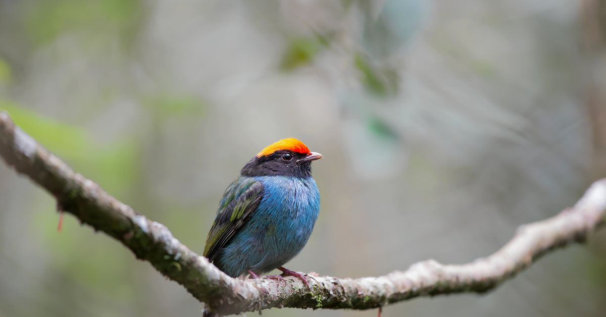 In een nestje met een staart houdt deze vogel haar eieren veilig