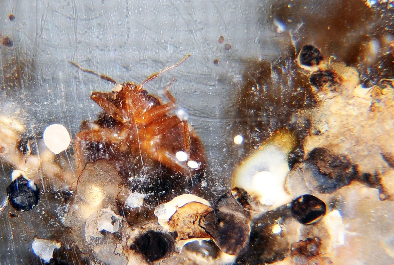 Bed bugs crawl around in a container on display during the 2nd National Bed Bug Summit in Washington, DC, February 2, 2011. In response to consumer concern about the rising incidence of bed bugs in the United States, the Federal Bed Bug Workgroup will hold the National Bed Bug Summit on February 1-2, 2011. During the meeting, panels will discuss bed bug initiatives, identify gaps in knowledge and outline suggested ideas for improving control on a community-wide basis. AFP PHOTO/Jewel Samad