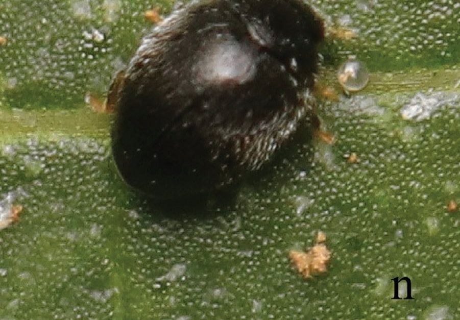 Dit nieuwe lieveheersbeestje is nauwelijks groter dan een zandkorrel