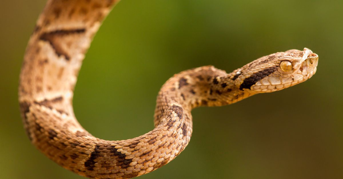Dopo il morso del serpente velenoso, lo scienziato brasiliano chiamò sua madre piangendo