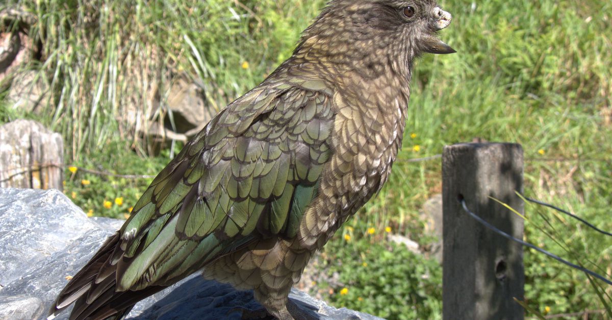 Bruce mist zijn bovensnavel, maar met een nieuwe vechttechniek wordt hij toch alfaman