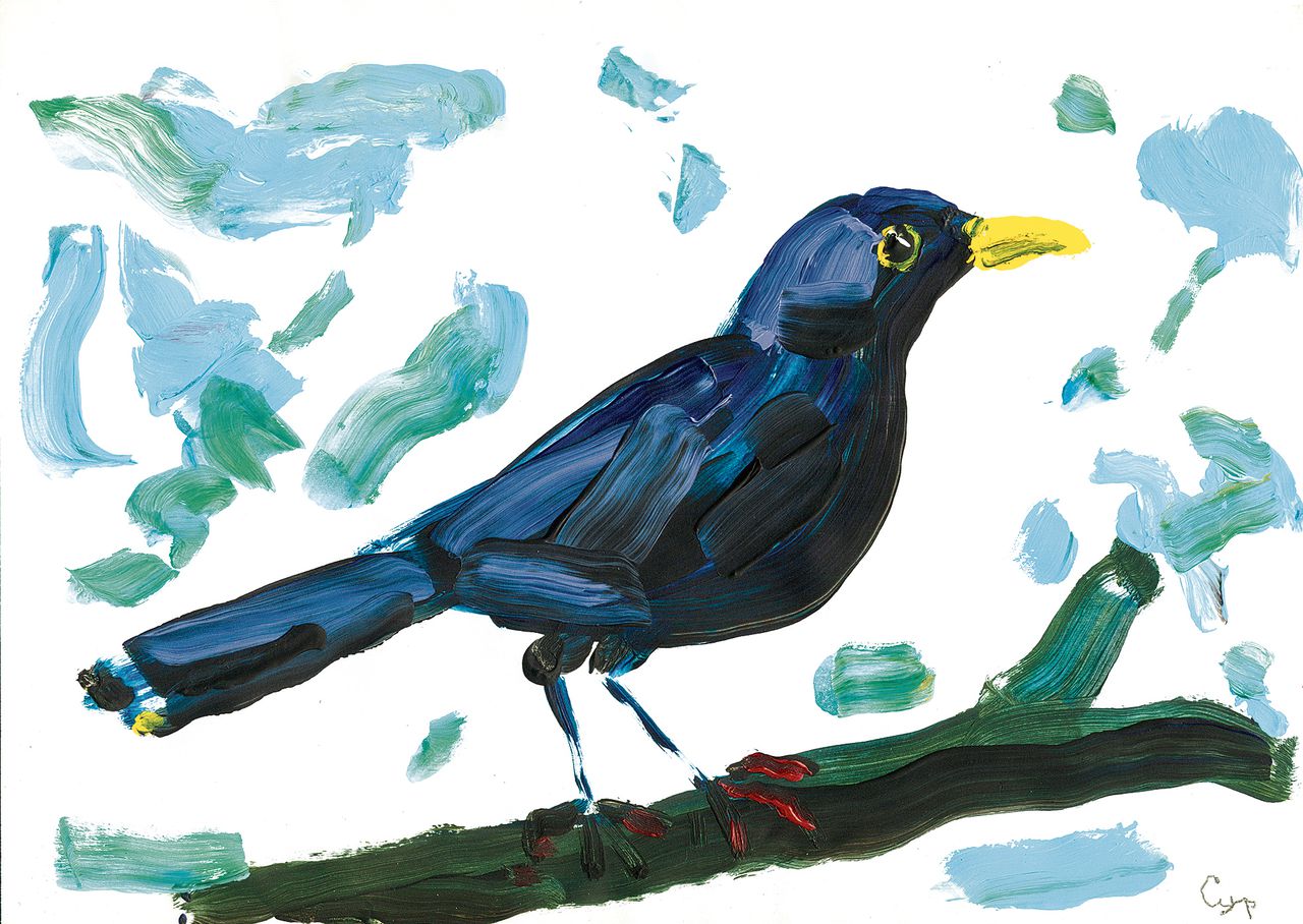 Merel (turdus merula)