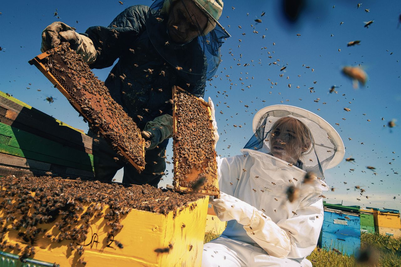 Twee imkers bezig met een van hun bijenvolken. Uit nieuw onderzoek blijkt dat bijen lijden onder neonicotinoïden, wat boeren en de industrie vaak ontkenden.