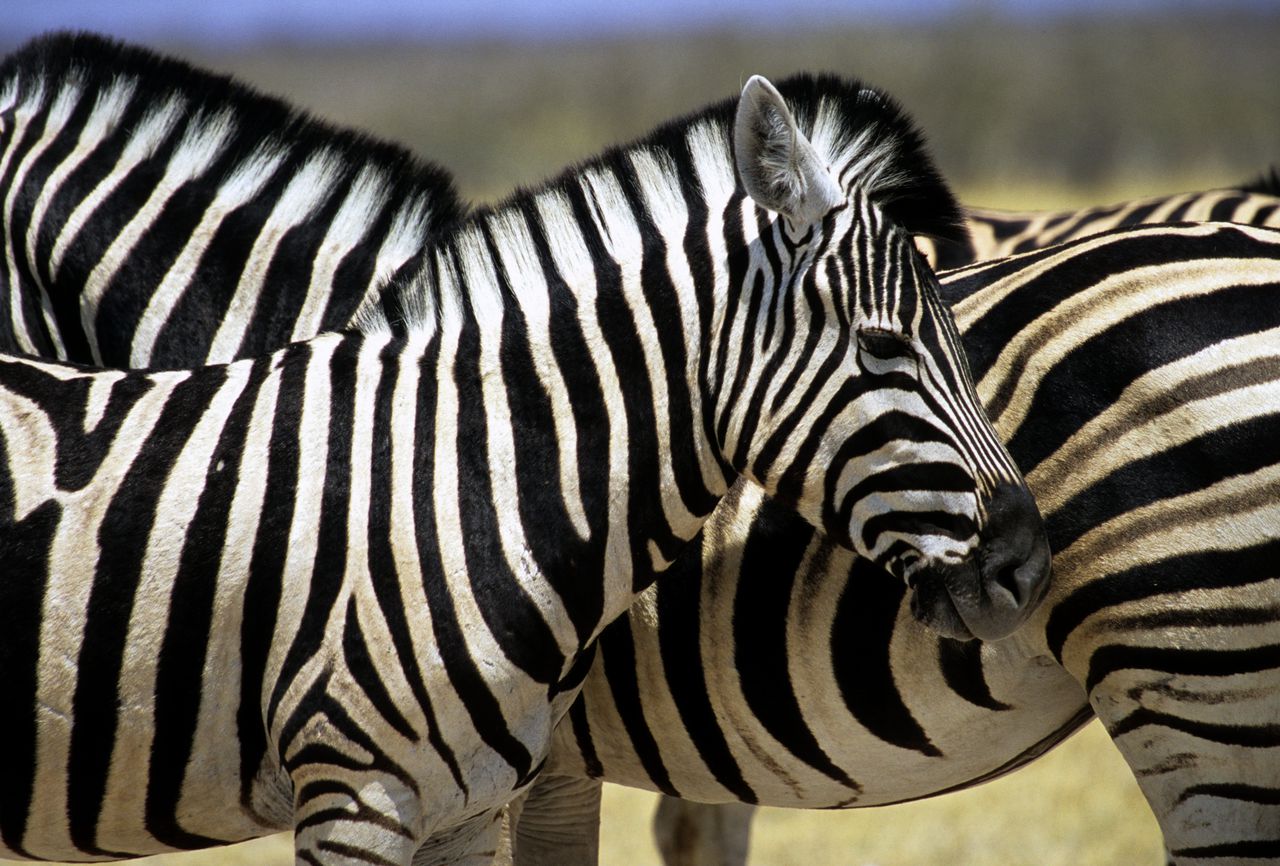 Zebra’s hebben minder last van steekvliegen dan paarden.