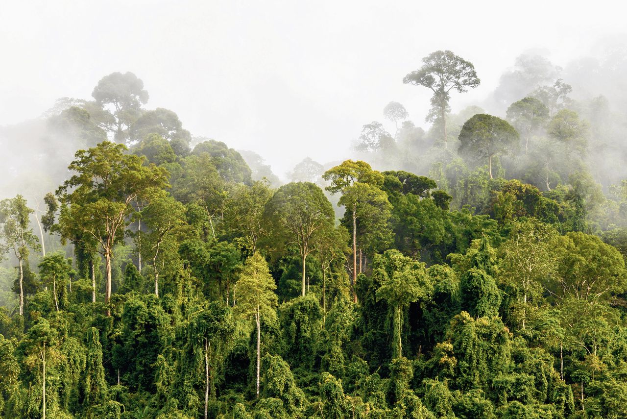 Tropisch regenwoud op Kalimantan in de ochtendmist.