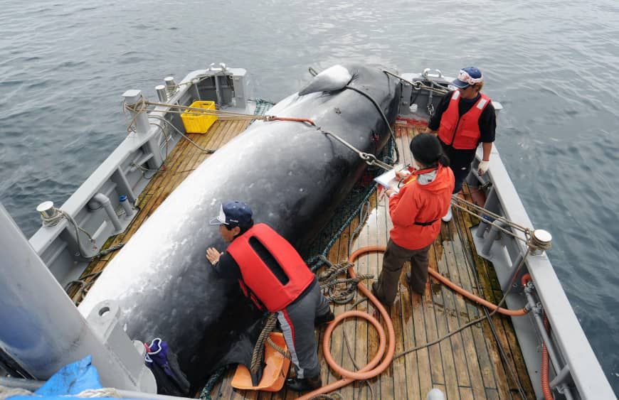 Japan zal commerciële walvisvaart hervatten 