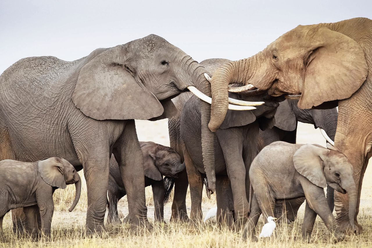 Afrikaanse olifanten in Kenia begroeten elkaar, waarbij ze de slagtanden gebruiken. Olifanten houden van veelzijdig lichamelijk contact.