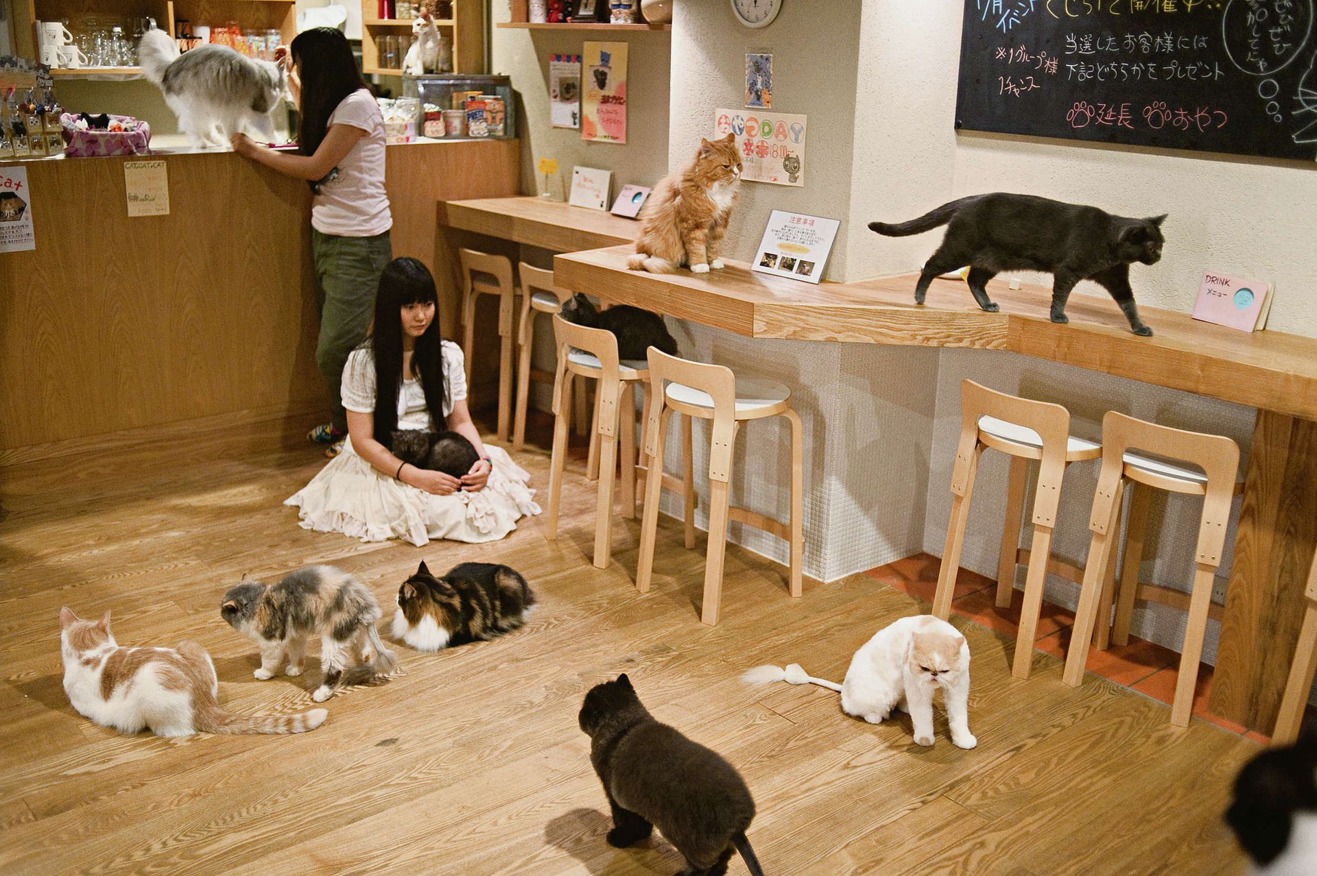Суть котокафе. Кошачье кафе - "Cat Cafe" в Японии. Кошачье кафе в Токио. Котокафе в Токио. Кошачьи кафе в Японии.