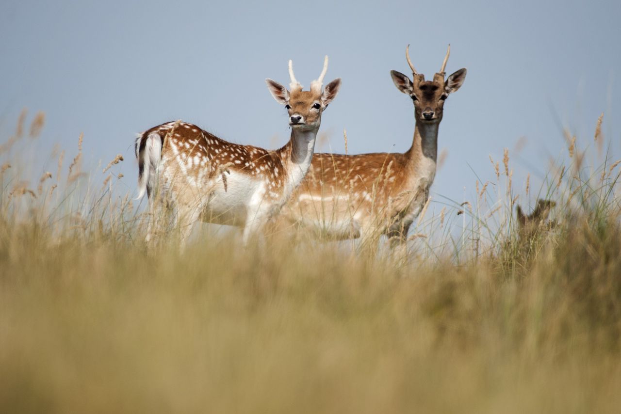 Damherten in de Amsterdamse Waterleidingduinen.