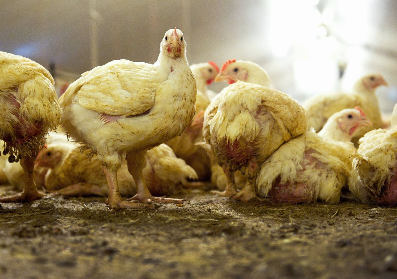Kippen zitten in Nederland met gemiddeld 42 kilo op een vierkante meter. Het Beter Leven-keurmerk aanvaardt hooguit 25 kilo.